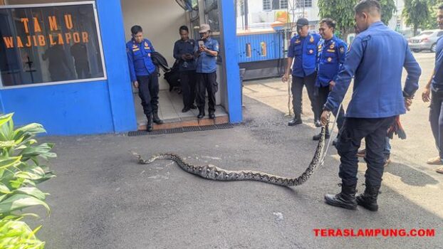 Dua Bulan, 20 Ular Dievakuasi dari Rumah Warga Bandarlampung