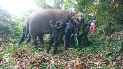 Setelah Kelompok Bunga, Kini Kelompok Gajah Jambul TNBBS Dipasang “GPS Collar”