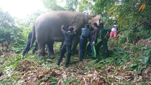 Setelah Kelompok Bunga, Kini Kelompok Gajah Jambul TNBBS Dipasang “GPS Collar”