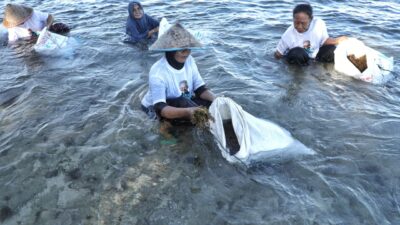 Nelayan Pesisir Dukung Ganjar Adakan Edukasi Budi Daya Rumput Laut di Lampung