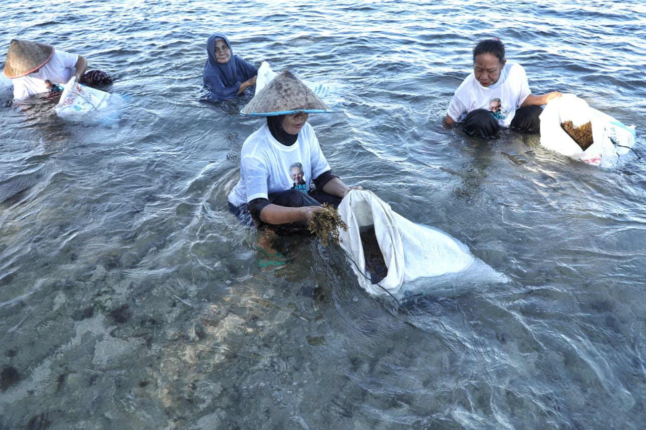 Nelayan Pesisir Dukung Ganjar Adakan Edukasi Budi Daya Rumput Laut di Lampung