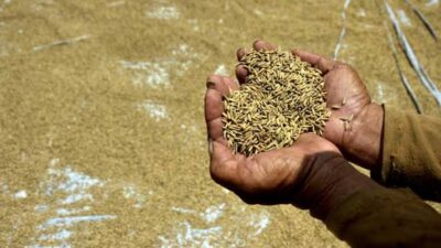 Akademisi: Larangan Gabah Keluar Lampung Tidak Sesuai UU Pangan