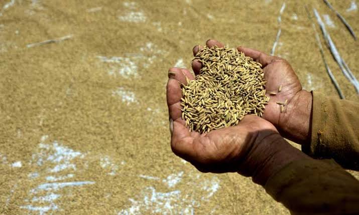 Akademisi: Larangan Gabah Keluar Lampung Tidak Sesuai UU Pangan