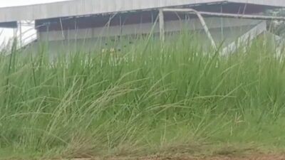 Kurang Terawat, Stadion Sukung ‘Dipenuhi’ Rumput Liar