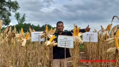 Ikuti Program Kader Udara Bersih, Panen Jagung Matori Naik dari 3,5 Ton Jadi 7,3 Ton