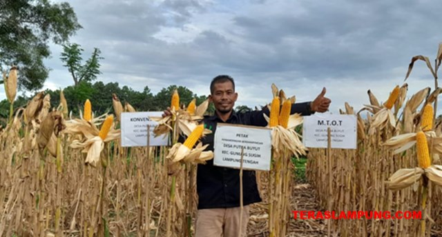 Ikuti Program Kader Udara Bersih, Panen Jagung Matori Naik dari 3,5 Ton Jadi 7,3 Ton