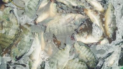 Harga Anjlok, Para Peternak Ikan Nila di Lampung Barat Menjerit