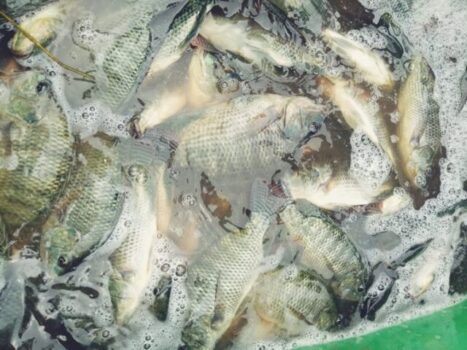 Harga Anjlok, Para Peternak Ikan Nila di Lampung Barat Menjerit