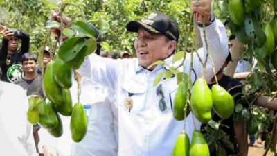 Gubernur Arinal Panen Alpukat Siger, Hasil Program Rehabilitasi Hutan dan Lahan