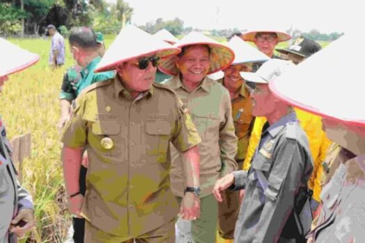 Gubernur Arinal Djunaidi Lakukan Panen Raya Padi di Kabupaten Lampung Tengah