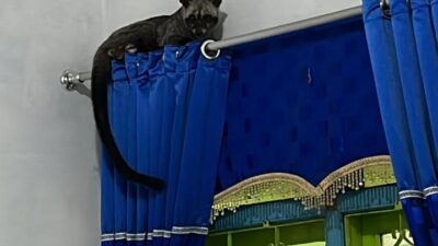 Damkar Bandarlampung Evakuasi Musang yang Masuk Rumah Warga