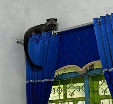 Damkar Bandarlampung Evakuasi Musang yang Masuk Rumah Warga