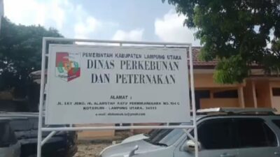 Sapi Bantuan di Lampung Utara Tidak Berkembang, Ini Penyebabnya