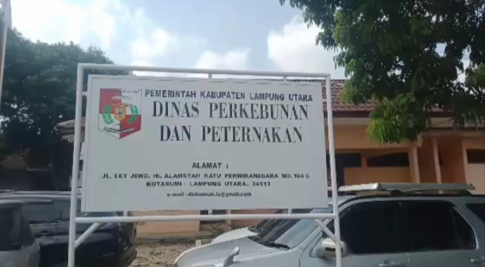 Sapi Bantuan di Lampung Utara Tidak Berkembang, Ini Penyebabnya