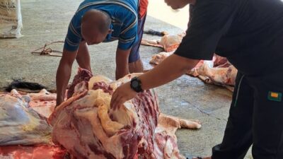 Idul Adha, PKS Lampung Utara Bagikan 700 Kaket Daging Kurban