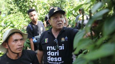 Gubernur Arinal Panen dan Tinjau Lokasi Penanaman Sistem Tumpang Sari Kopi dan Lada