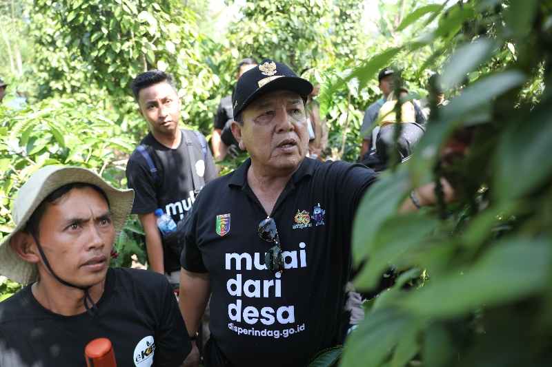 Gubernur Arinal Panen dan Tinjau Lokasi Penanaman Sistem Tumpang Sari Kopi dan Lada