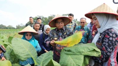 Pj. Gubernur Samsudin Panen Tembakau dan Beri Bantuan Pupuk di Lampung Timur