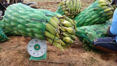 Dengan Tanam Sistem MTOT, Petani Jagung di Lampung Timur Ini Panen Berlimpah di Musim Kemarau