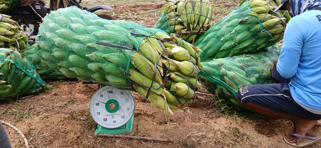 Dengan Tanam Sistem MTOT, Petani Jagung di Lampung Timur Ini Panen Berlimpah di Musim Kemarau