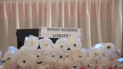 Gagalkan Penyelundupan 149.400 Ekor Benih Lobster, Polda Lampung Selamatkan Kerugian Negara Rp37,3 M