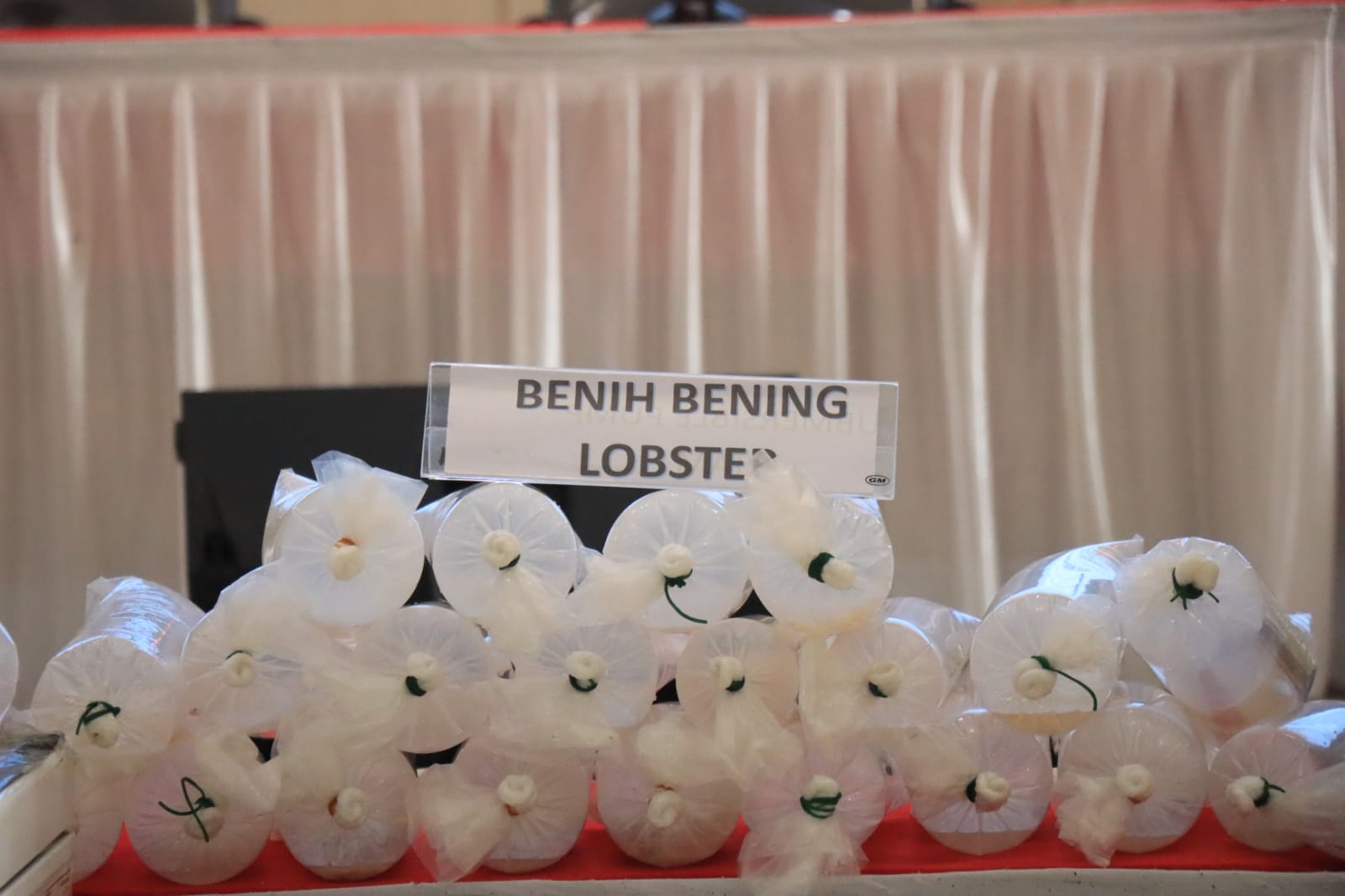 Gagalkan Penyelundupan 149.400 Ekor Benih Lobster, Polda Lampung Selamatkan Kerugian Negara Rp37,3 M