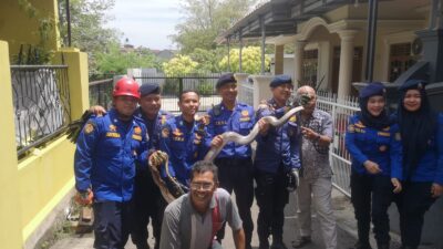 Petugas Damkar Bandarlampung Evakuasi Ular Sanca Kembang 2,5.M dari Rumah Warga