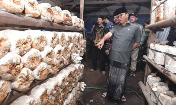 Bermalam di Desa, Jamur Tiram Jadi Temuan “Berharga” Mendes Yandri di Lampung Buat Makan Siang Bergizi