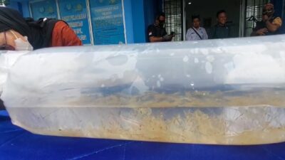 Mau Dikirim ke Vietnam, Benih Lobster Senilai Rp 7,8 Miliar Gagal Diselundupkan