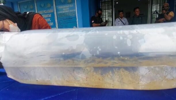 Mau Dikirim ke Vietnam, Benih Lobster Senilai Rp 7,8 Miliar Gagal Diselundupkan