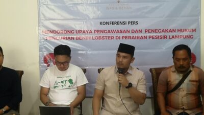 Anggota DPRD Lampung Duga Ada Aparat Keamanan dalam Penyelundupan Benih Lobster