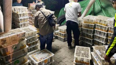 Hendak Dikirim ke Jawa, 4.354 Burung Ditahan di Jalan Tol Lampung