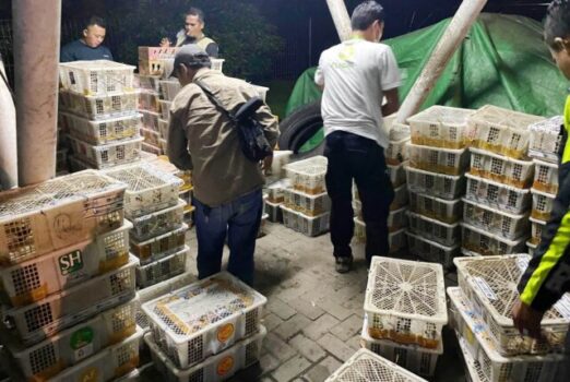 Hendak Dikirim ke Jawa, 4.354 Burung Ditahan di Jalan Tol Lampung