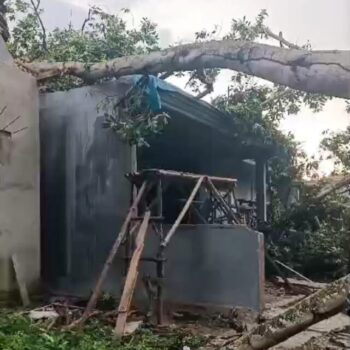 Timpa Dua Unit Rumah, Warga Minta Peremajaan Pepohonan di Kawasan Hutan Kota Lampung Utara