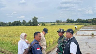 Penyerapan Gabah Perum Bulog Lampung Terealisasi Melebihi Target