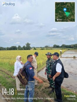 Penyerapan Gabah Perum Bulog Lampung Terealisasi Melebihi Target