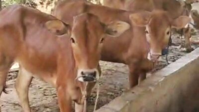 Dugaan Pelanggaran Prosedur Pengelolaan Sapi Bantuan Diduga sedang Didalami Polres Lampung Utara