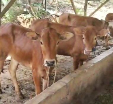 Dugaan Pelanggaran Prosedur Pengelolaan Sapi Bantuan Diduga sedang Didalami Polres Lampung Utara
