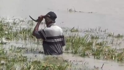 Tanggul Penangkis Jebol, Ratusan Hektar Padi Siap Panen di Palas Lampung Selatan Terendam