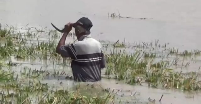 Tanggul Penangkis Jebol, Ratusan Hektar Padi Siap Panen di Palas Lampung Selatan Terendam