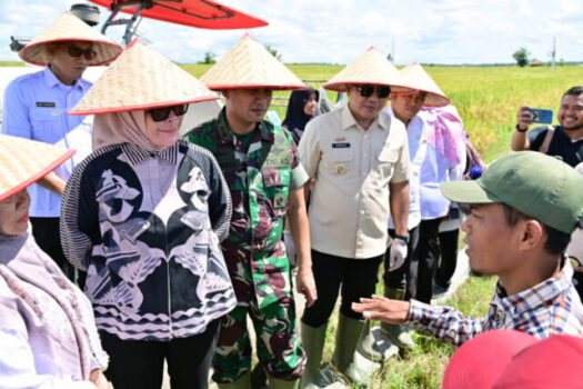 Pemkab Lampung Selatan Ikuti Panen Raya Serentak di 14 Provinsi Bersama Presiden Prabowo