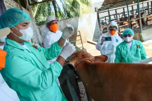 Dorong Zona Hijau PMK dan Jelang Idul Adha 2025, Ribuan Ternak di Lampung Divaksin Serentak