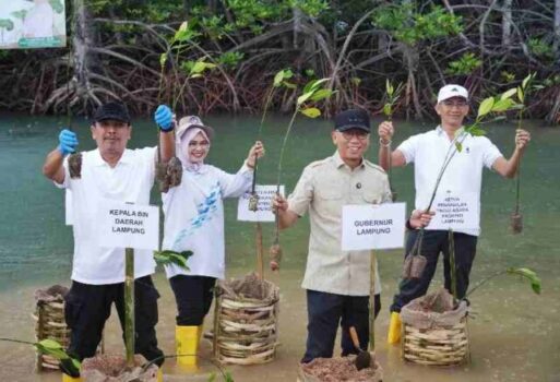 Gubernur Lampung Tanam Mangrove dan Tinjau Inovasi Appostrap di Pesawaran