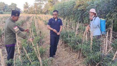 Jerami Jadi Berkah di Tangan Mulyadi, Petani Lampung Timur Manfaatkan Inovasi Pertanian Ramah Lingkungan