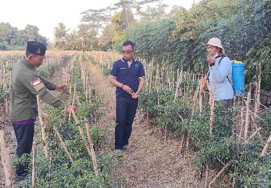Jerami Jadi Berkah di Tangan Mulyadi, Petani Lampung Timur Manfaatkan Inovasi Pertanian Ramah Lingkungan