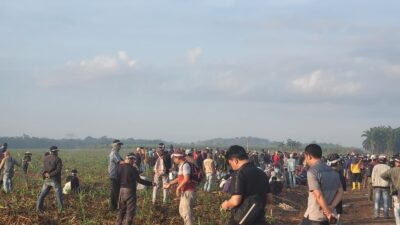 Klaim Tanah Adat, Warga dari Tiga Kampung di Kecamatan Anak Tuha Lampung Tanam Pohon di Lahan PT BSa