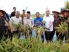 Panen Raya di Trimurjo, Lampung Siap Jadi Garda Terdepan Ketahanan Pangan Nasional