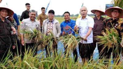 Panen Raya di Trimurjo, Lampung Siap Jadi Garda Terdepan Ketahanan Pangan Nasional