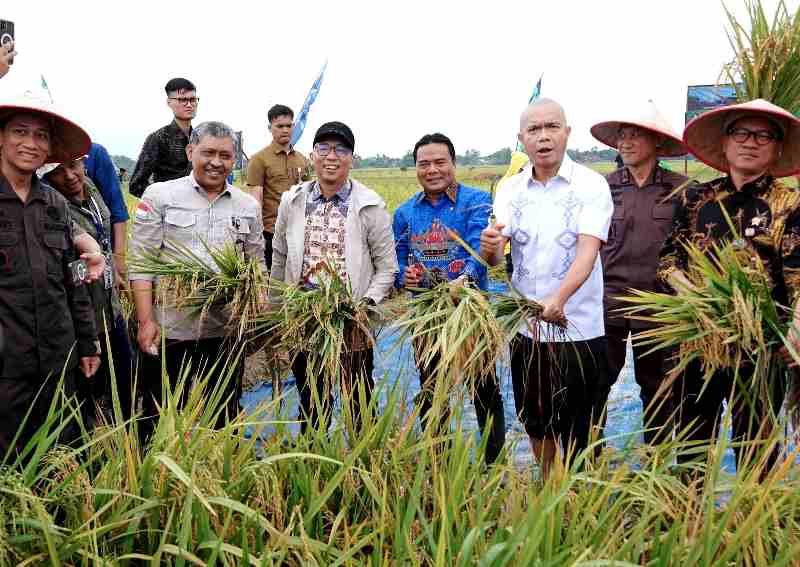 Panen Raya di Trimurjo, Lampung Siap Jadi Garda Terdepan Ketahanan Pangan Nasional