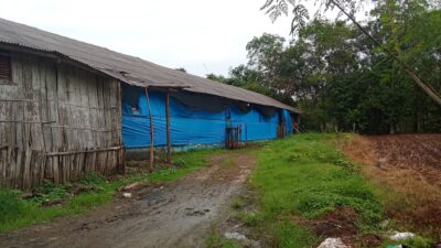 Soal Keluhan Lalat, DLH Lampung Utara : Peternakannya telah Tutup